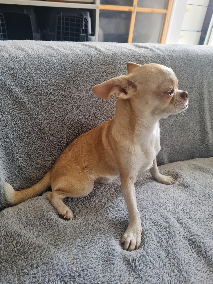 Alvin