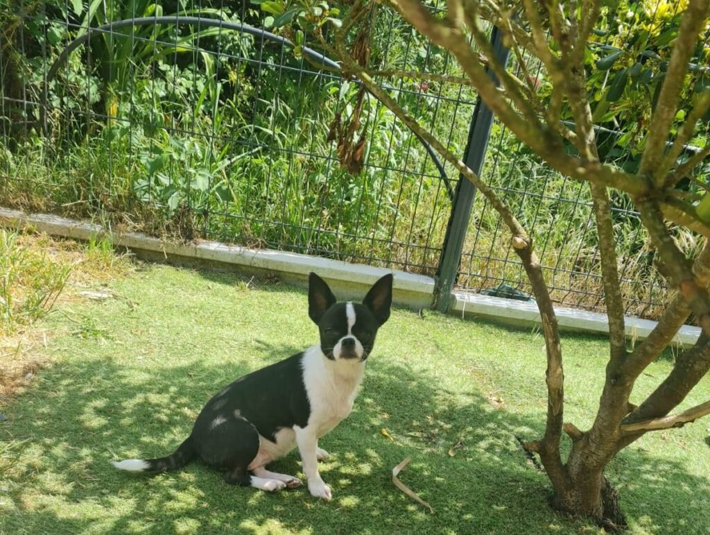 Anoï